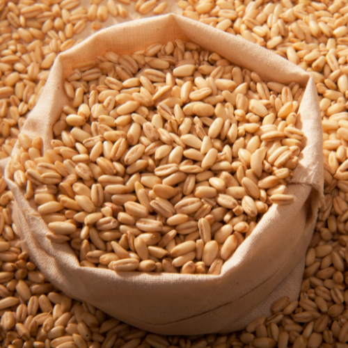 Barley