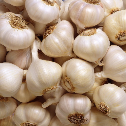 Garlic