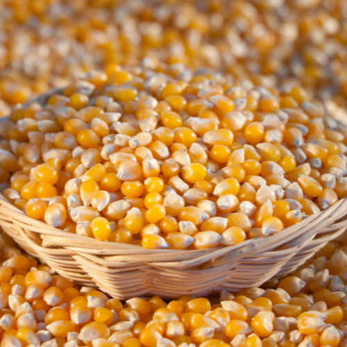 Maize